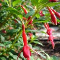 Fuchsia magellanica 'Riccartonii'